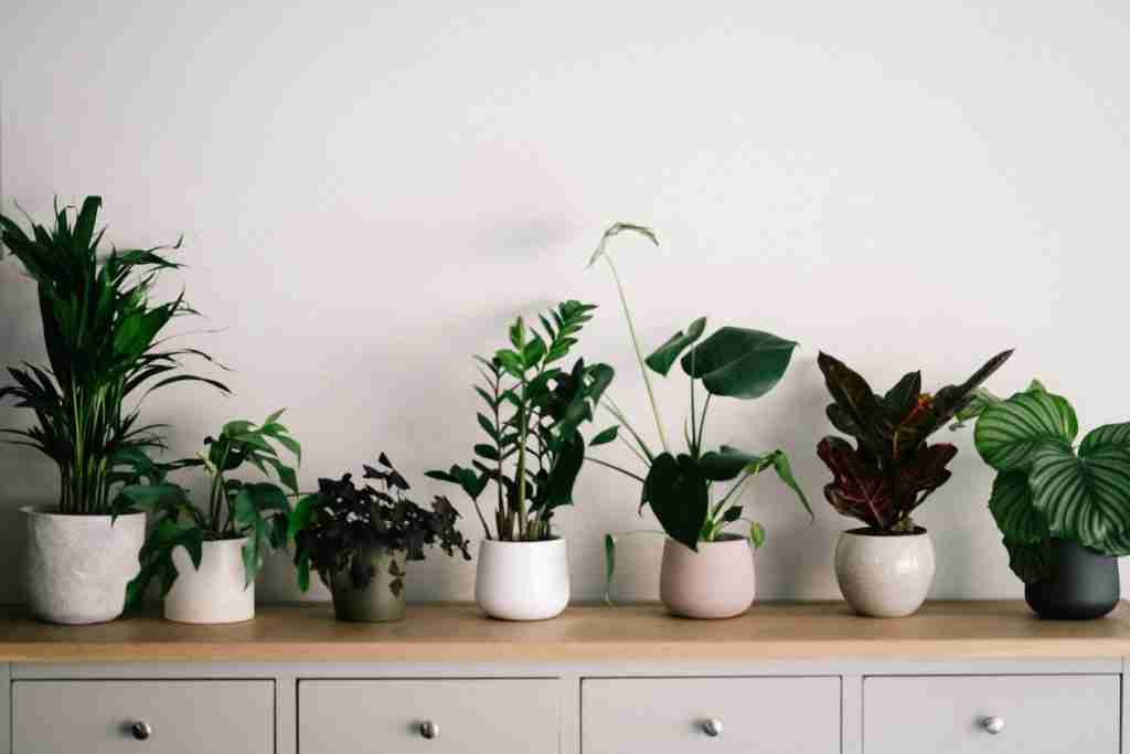 small-space gardening