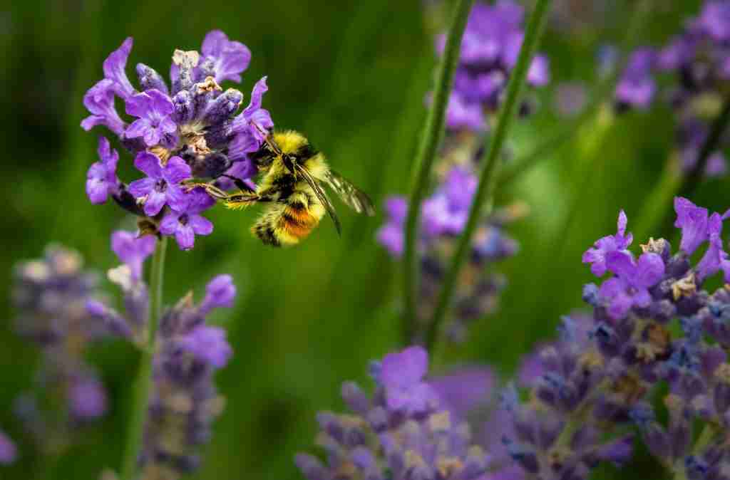 pollinator-friendly garden