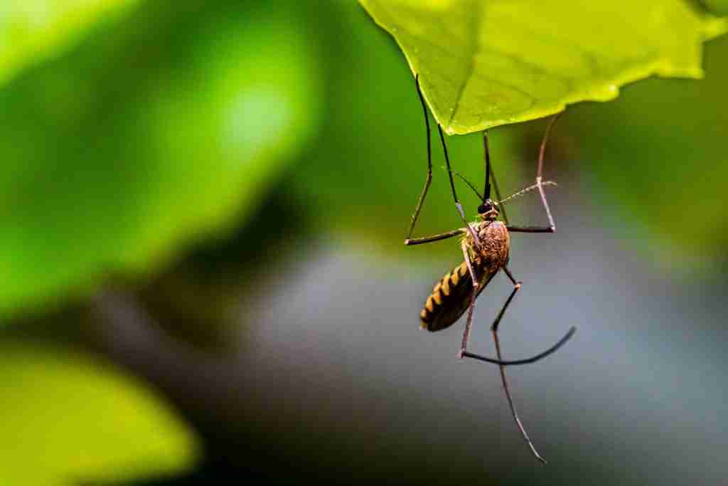 thermacell repellants
