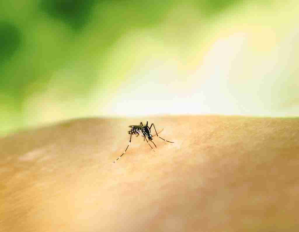 keep your backyard bug-free