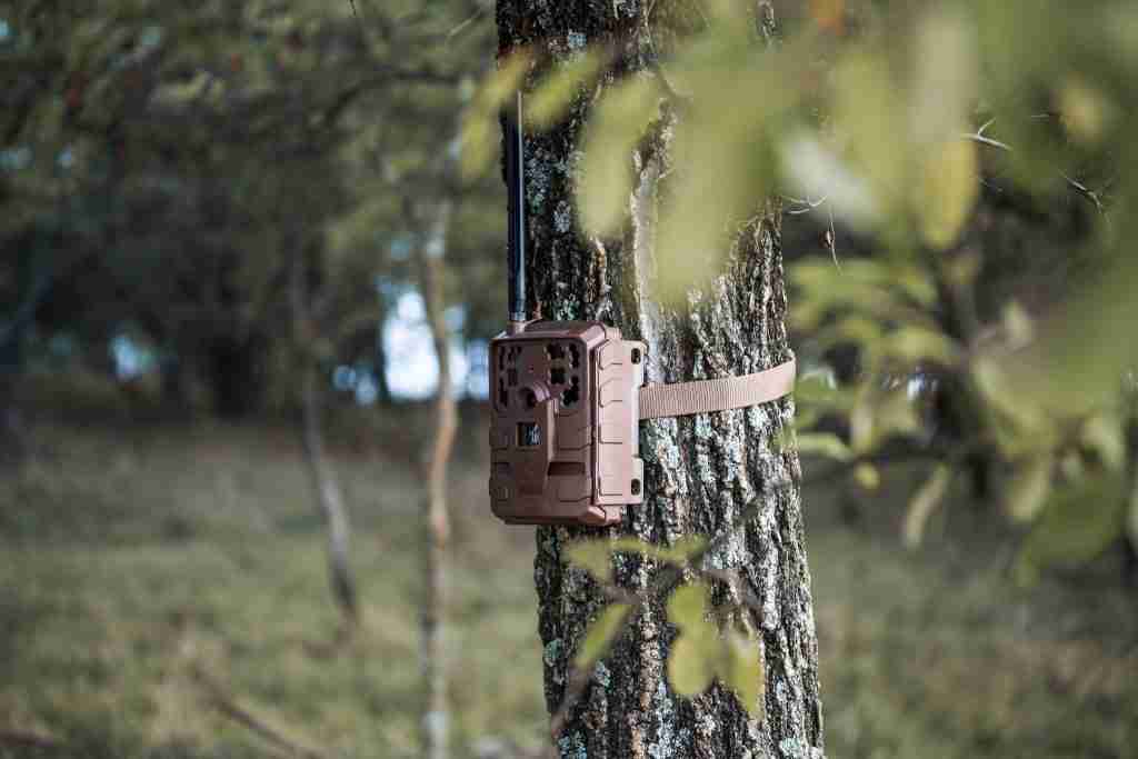 Trail camera strapped to a tree in the woods