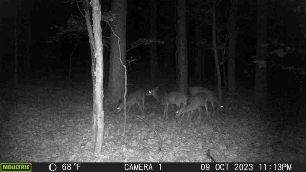 High quality trail camera capturing deer footage at night