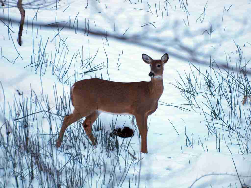 hunting season