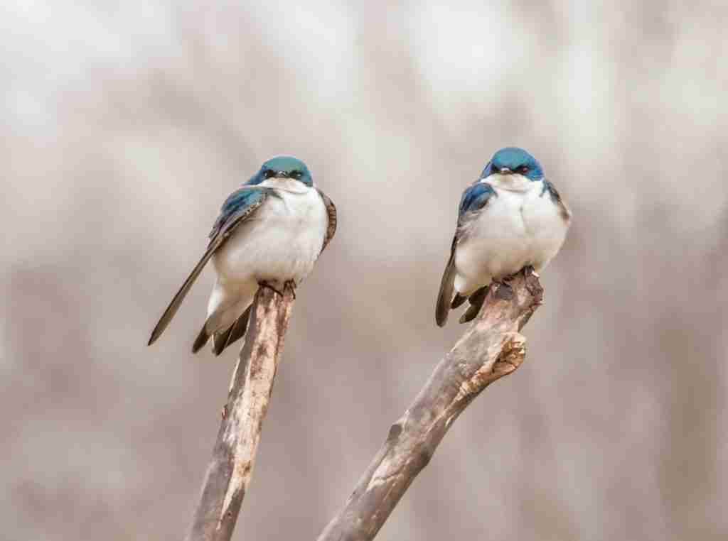 birdwatching