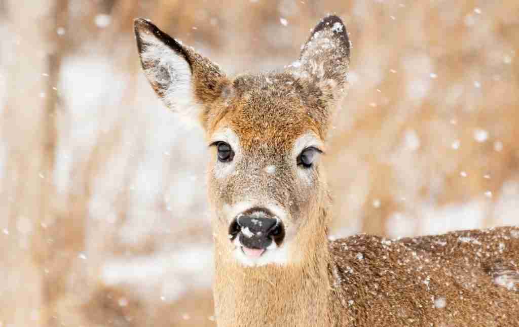whitetail season