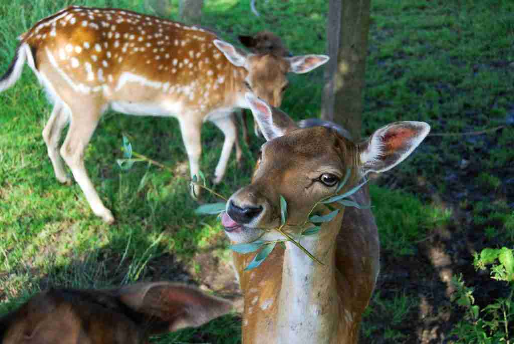 solar-powered feeder