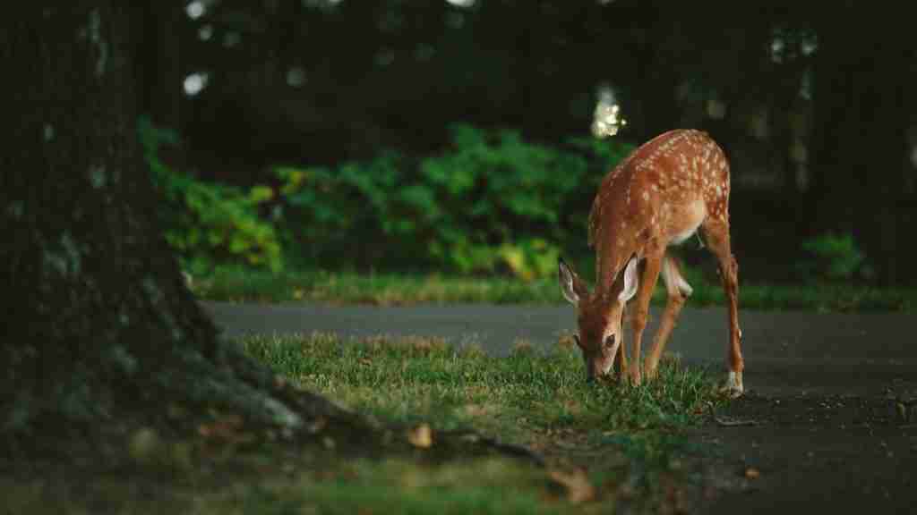 game feeding