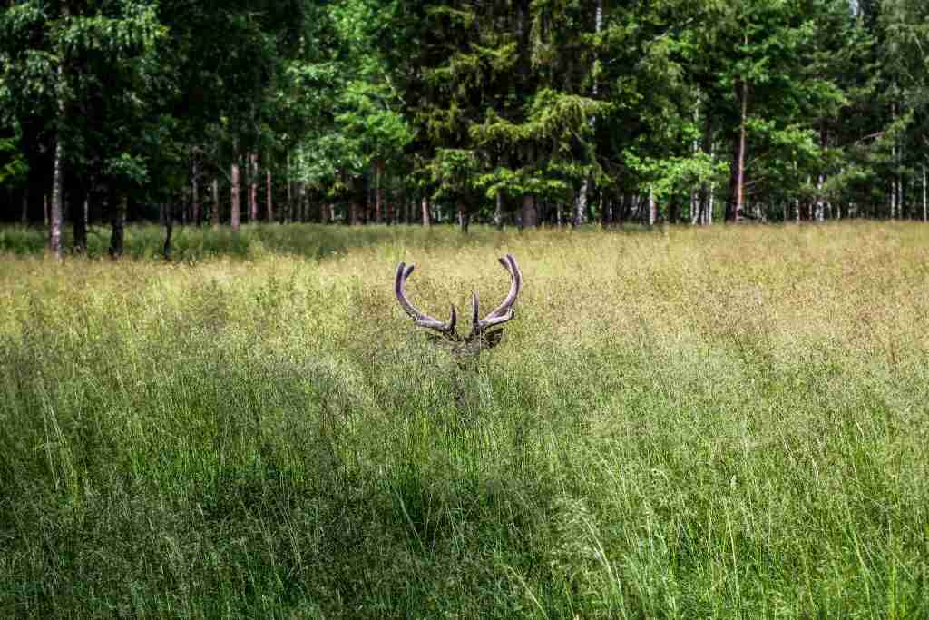 Sneaky deer resting in the tall grass of a field. 