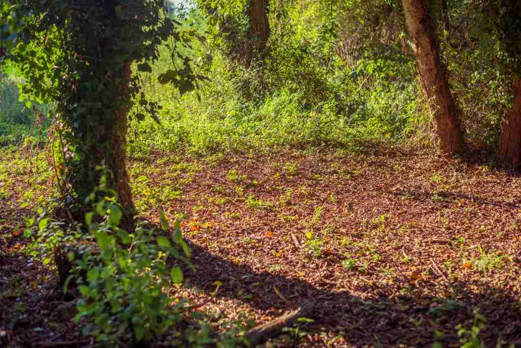 Forest glade in European woods