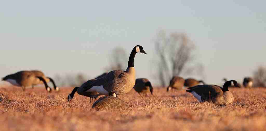 Ducks graze on an open field in the daytime