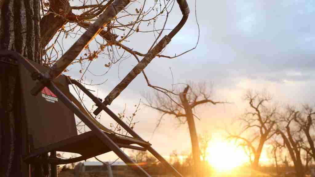 tree stand sunset