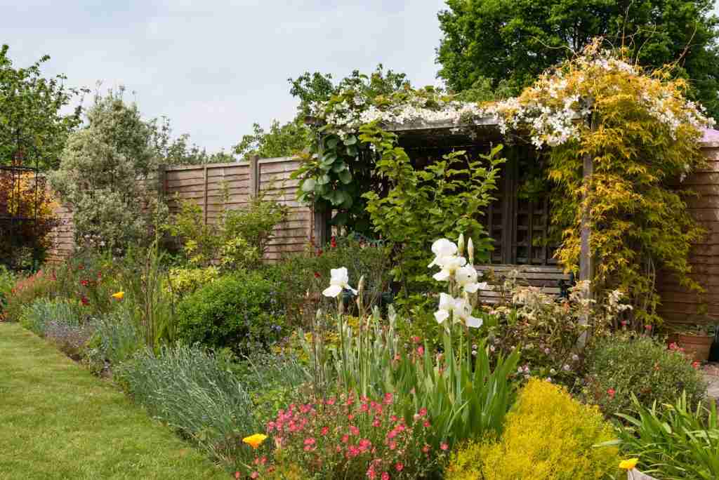native plants