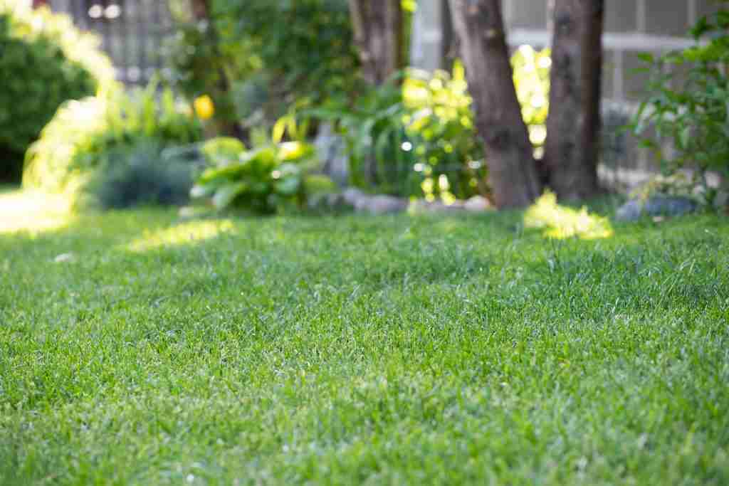 healthy lawn