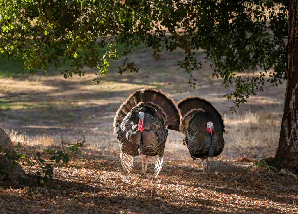 turkey hunting essentials