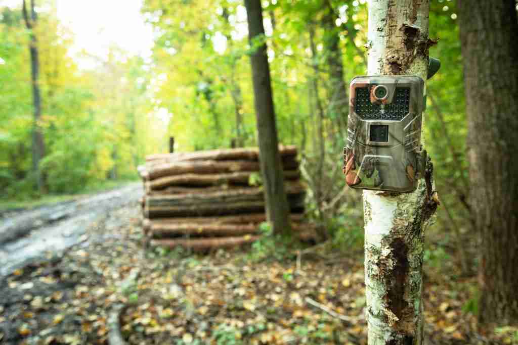 trail camera setup