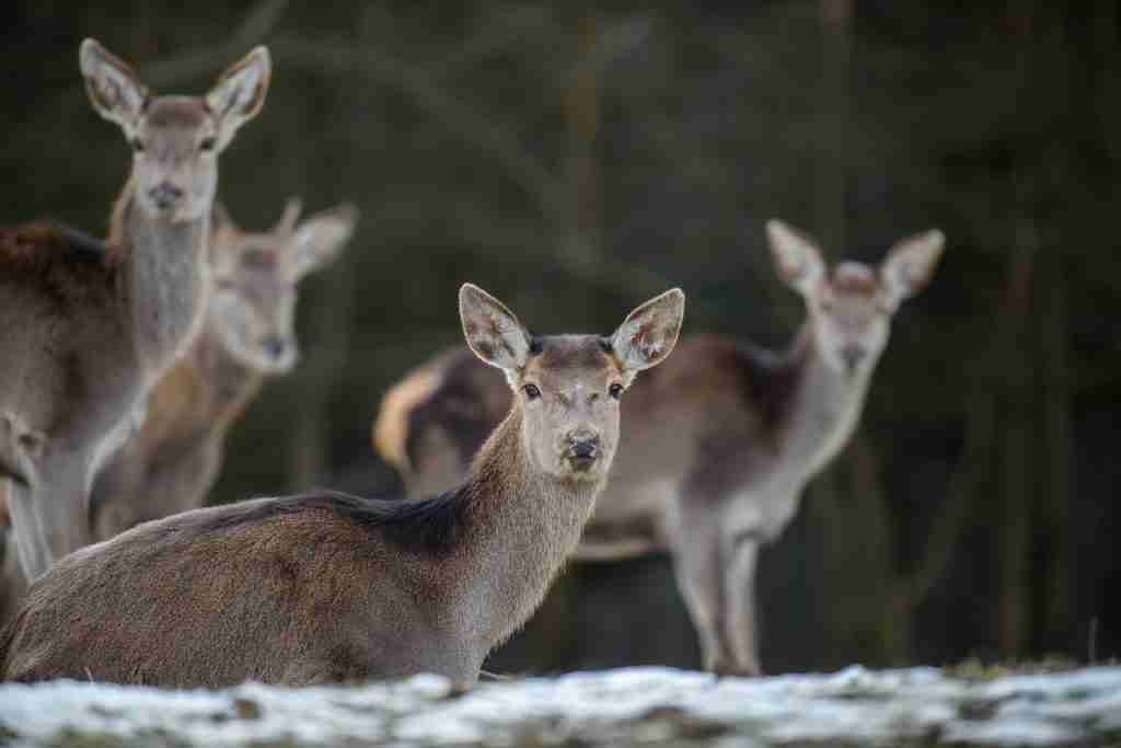 hunting prep guide